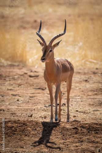 Backlit male common impala stands casting shadow
