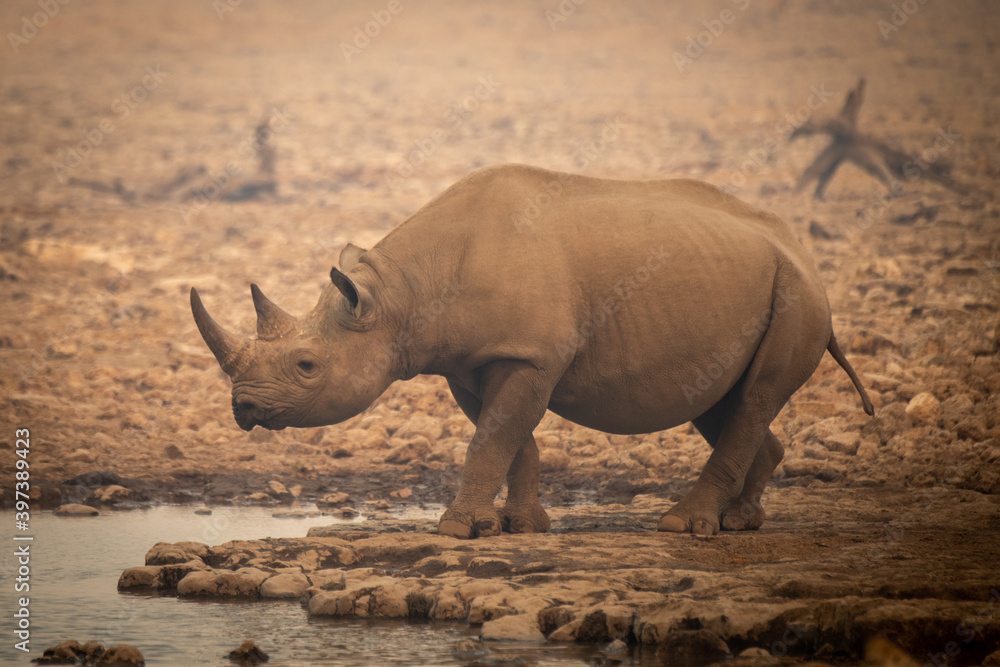 Obraz premium Black rhino walks towards waterhole in haze