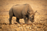 Black rhino stands lowering head among rocks
