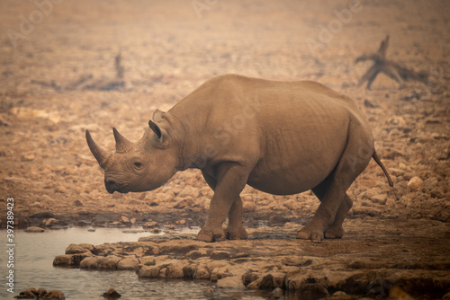 Black rhino walks towards waterhole in haze