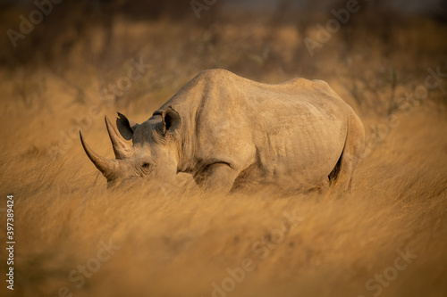 Black rhino walks through grass in sunshine
