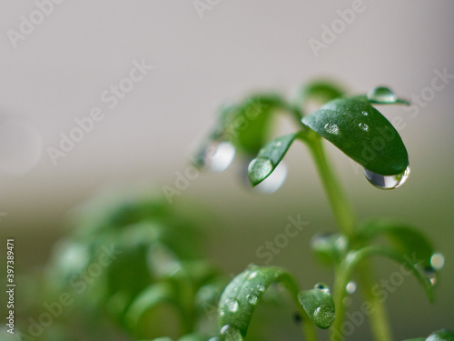 Young seedlings with drops closeup.