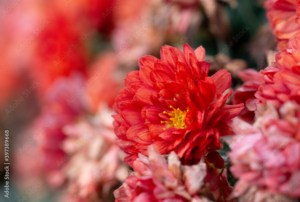 Soft summer background of flowers close up Soft summer background of flowers close up
