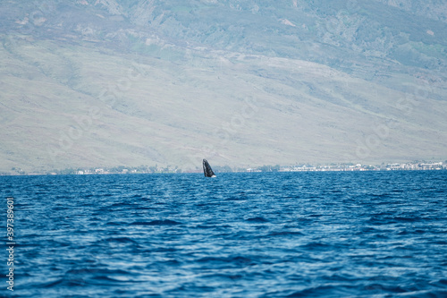 a sailboat in the ocean