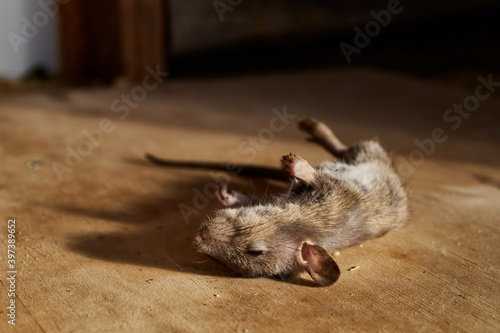 A dead mouse lies on a wooden plywood background and casts a shadow. Awful year of the rat. An animal poisoned with poison