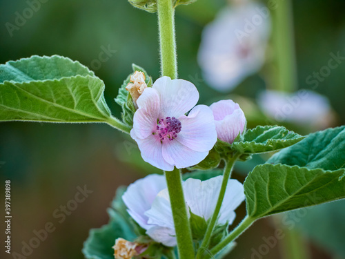 Wild flower Althaea officinalis in the garden.