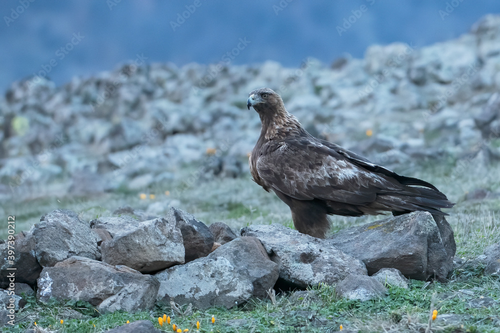 Fototapeta premium golden eagle