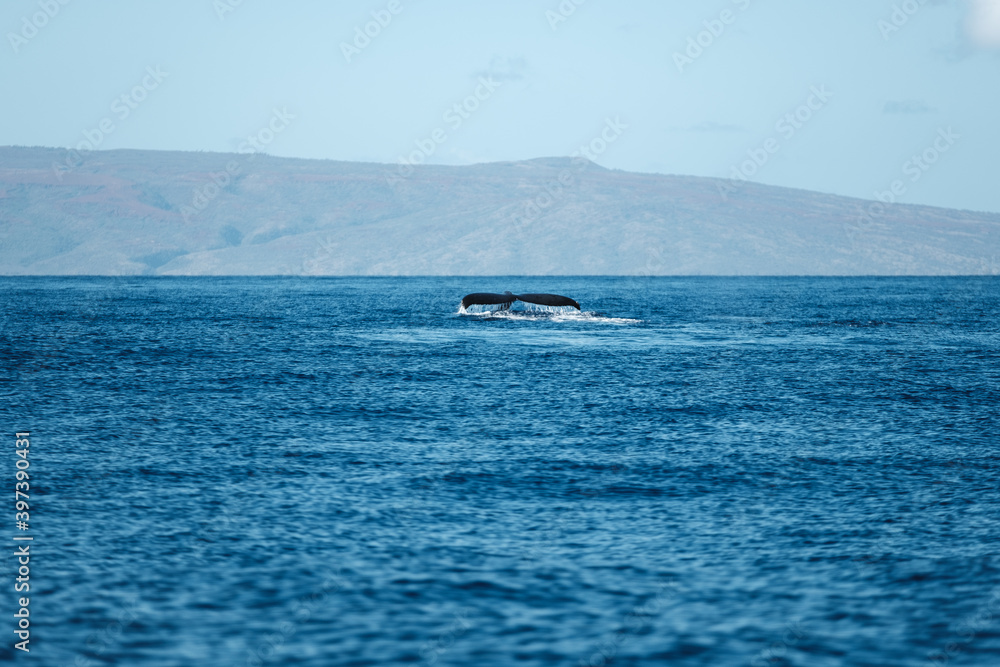 a whale in the ocean