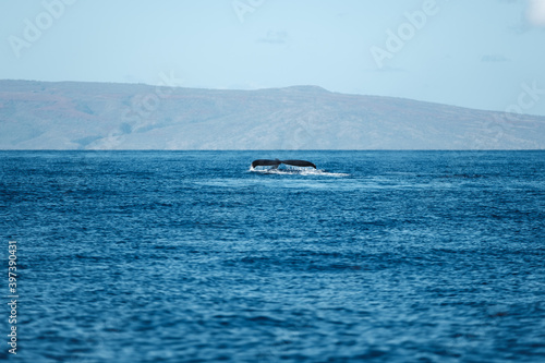 a whale in the ocean © kingmauri