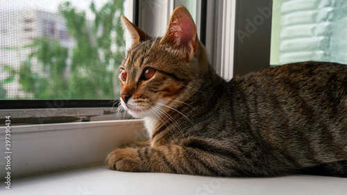 cat on window sill