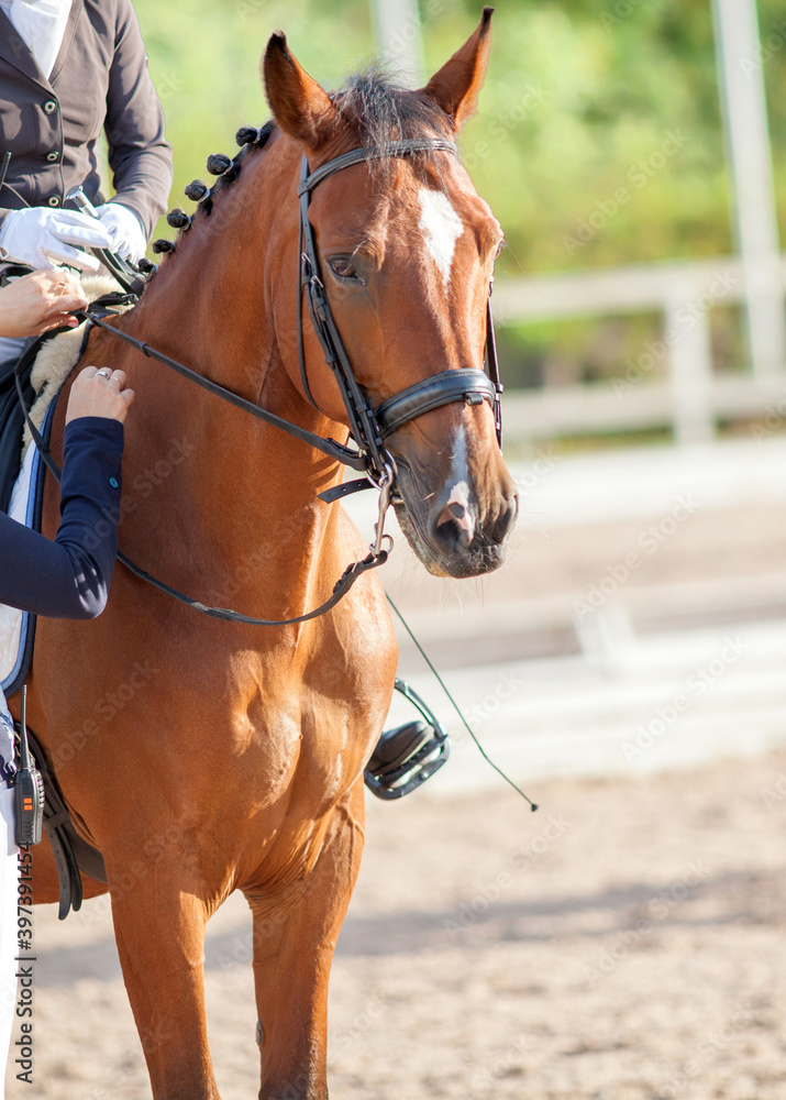 A brown sports horse with a bridle and a rider riding with his foot in a boot with a spur in a stirrup.