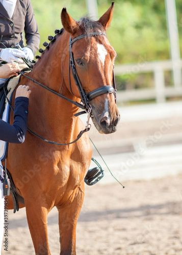 A brown sports horse with a bridle and a rider riding with his foot in a boot with a spur in a stirrup.