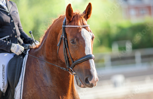 A brown sports horse with a bridle and a rider riding with his foot in a boot with a spur in a stirrup. © Alexander