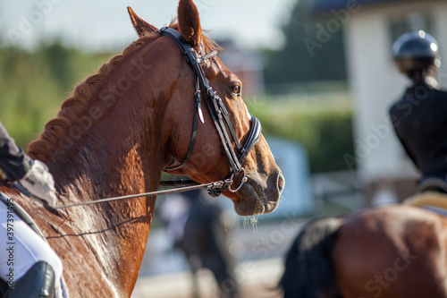 A brown sports horse with a bridle and a rider riding with his foot in a boot with a spur in a stirrup.