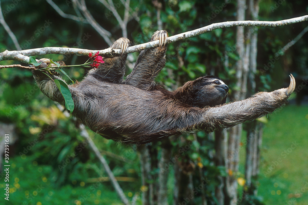 Fototapeta premium Brown-throated sloth