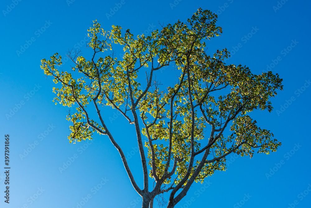 Dipteocarpus alatus tree on natural dark blue background. Dipteocarpus alatus tree on natural dark blue background.