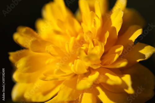yellow ranunculus flower in morning sun  gele ranonkel bloem in ochtend zon