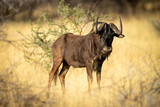 Black wildebeest stands in grass by bush