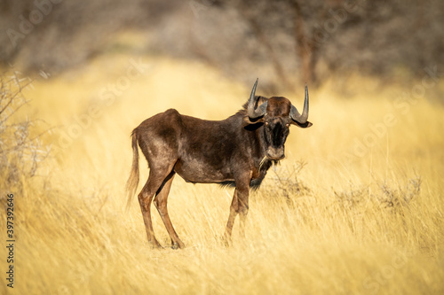 Fototapeta Naklejka Na Ścianę i Meble -  Black wildebeest stands eyeing camera eating grass