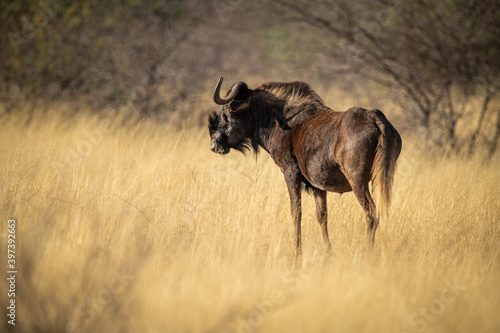 Fototapeta Naklejka Na Ścianę i Meble -  Black wildebeest stands in grass in sunshine