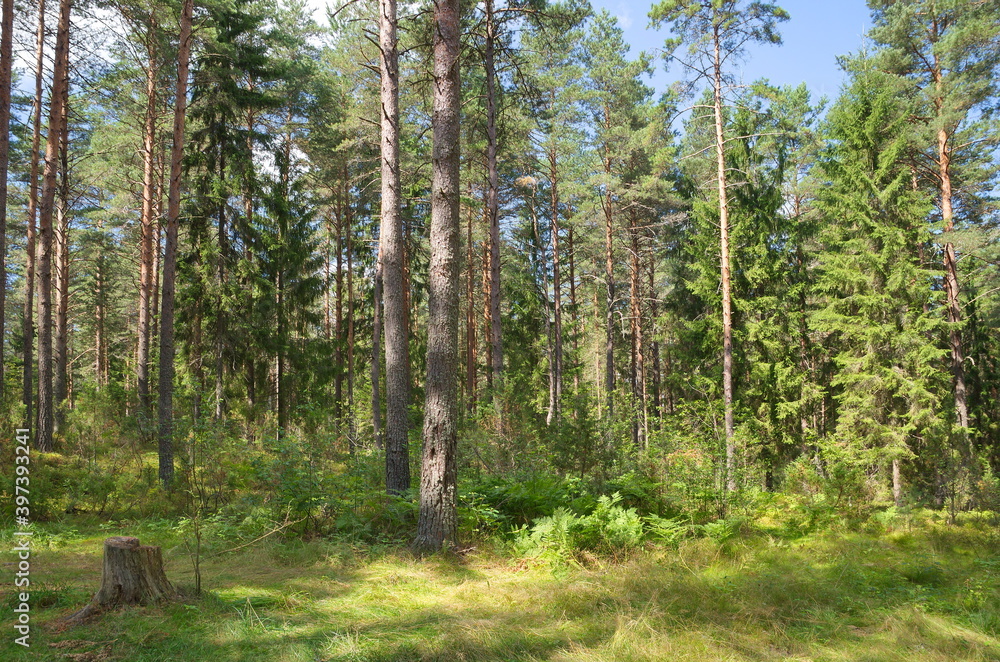 Obraz premium Coniferous forest in the Tver region on a summer day, Russia
