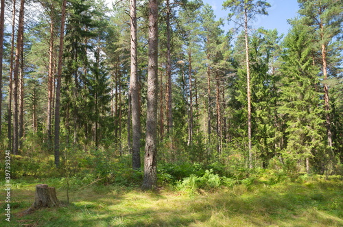Coniferous forest in the Tver region on a summer day  Russia