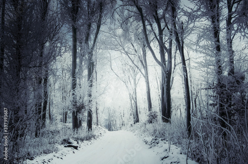 fantasy winter forest, snowy road in forest