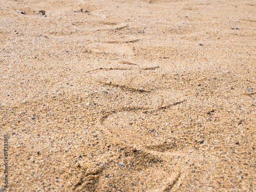 Snake tracks on sand