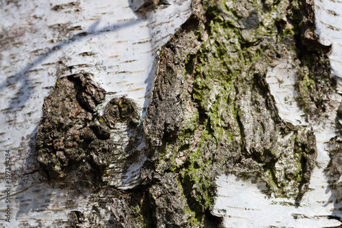 colorful bark close up, forest walk, tree, texture

kleuren van boomschors, macro, boswandeling, boom, textuur photo