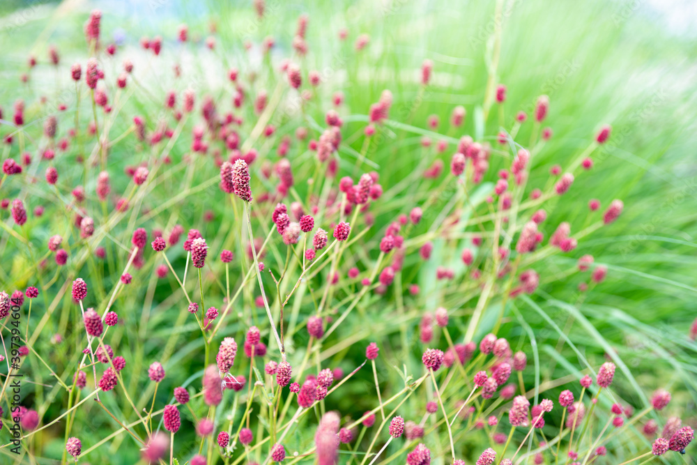 Purple plant called Great Burnet in field