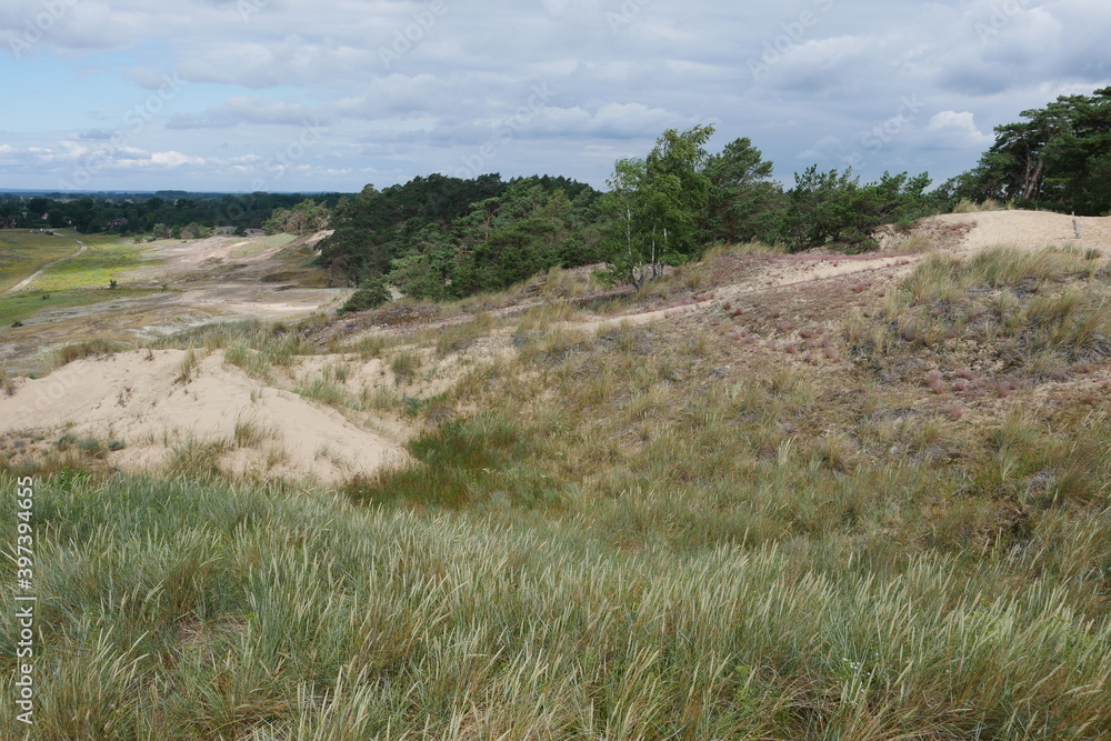 Dünen im Naturschutzgebiet Binnenwanderdüne Klein Schmölen in Dömitz in Mecklenburg-Vorpommern Dünen im Naturschutzgebiet Binnenwanderdüne Klein Schmölen in Dömitz in Mecklenburg-Vorpommern