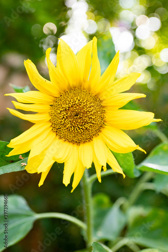 close up yellow sunflower