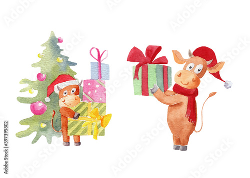 Watercolor illustration set of bulls symbol of the new 2021 congratulates on the holiday