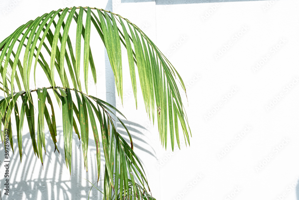 Zielone liście palmy na jasnym tle, ładne tropikalne tło. - obrazy, fototapety, plakaty 