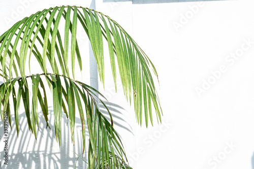Zielone liście palmy na jasnym tle, ładne tropikalne tło. photo