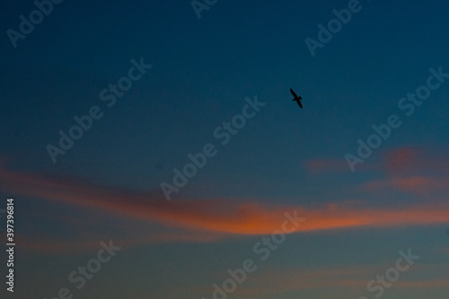 gabbiano tramonto