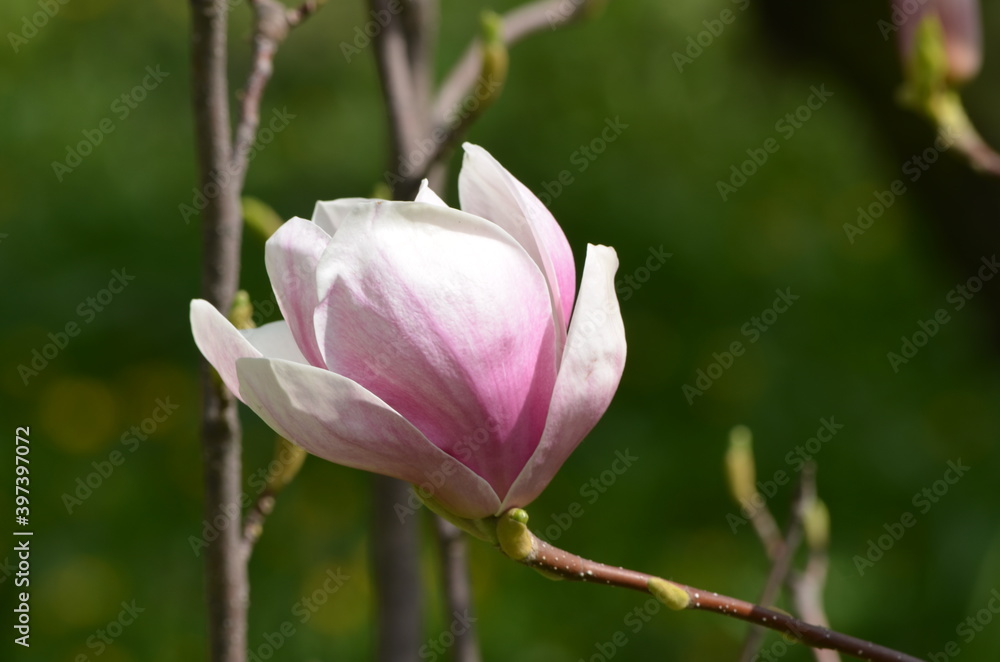 Large pink magnolia flower with blurred background, wallpaper, screensaver, macro Large pink magnolia flower with blurred background, wallpaper, screensaver, macro