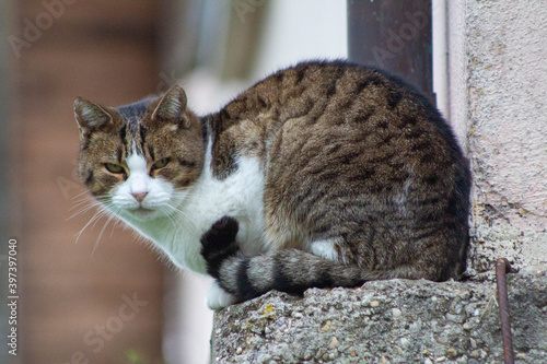 Wallpaper Mural Italian cat stay on the balcony of home, Italian cat, Animals lovers, wildlife.European kittens, Italy. Torontodigital.ca