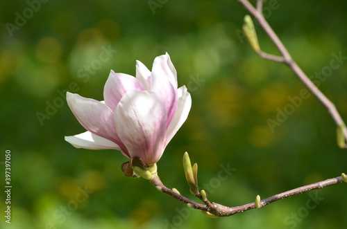 Large pink magnolia flower with blurred background, wallpaper, screensaver, macro