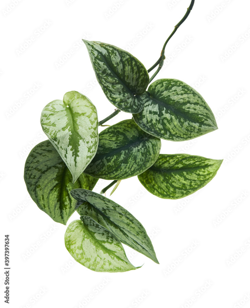 satin pothos care australia