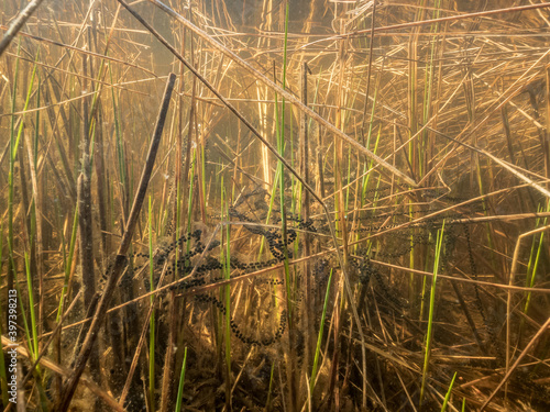 Canvas-taulu Toad spawn over vegetation at shallow lake shore