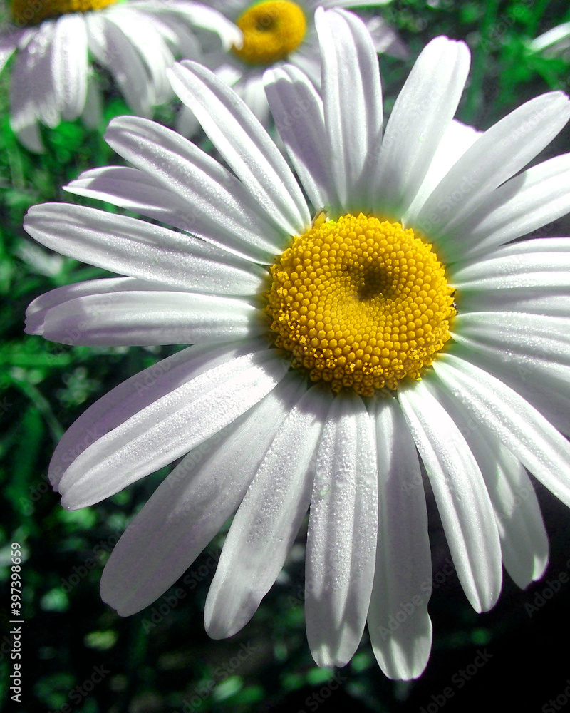 Fototapeta premium daisy flower