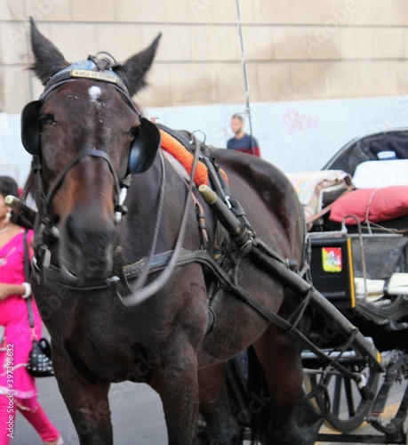 evocative image of horse with carriage for waiting tourists in the center of Palermo, Italy 