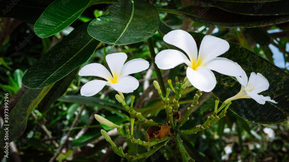 Brunch of white of tiare flowers at green outdoors background Brunch of white of tiare flowers at green outdoors background