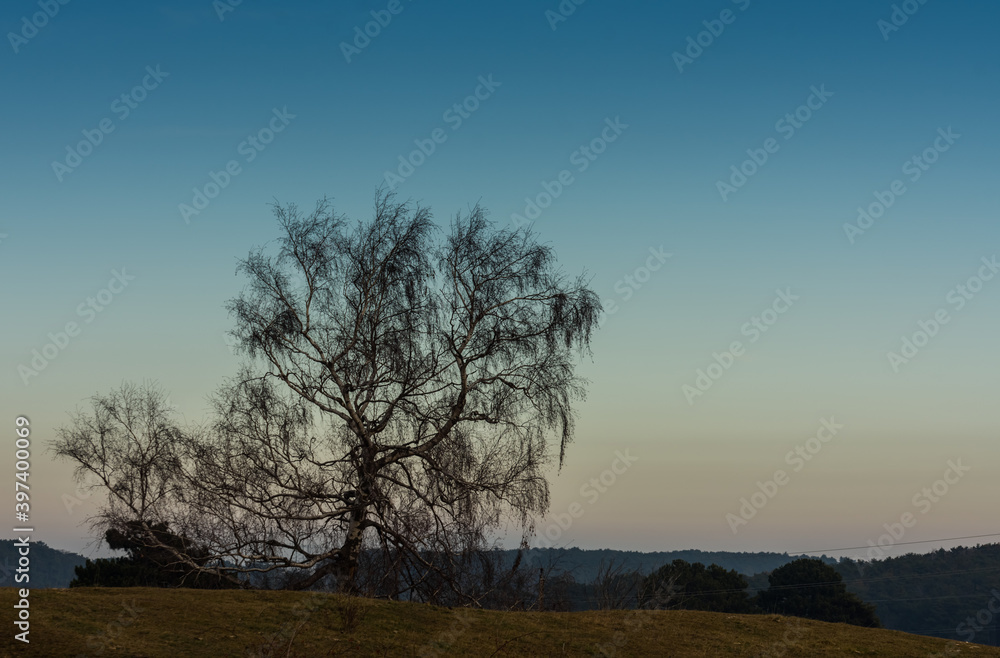 large birch on a hill with meadow and blue sky large birch on a hill with meadow and blue sky