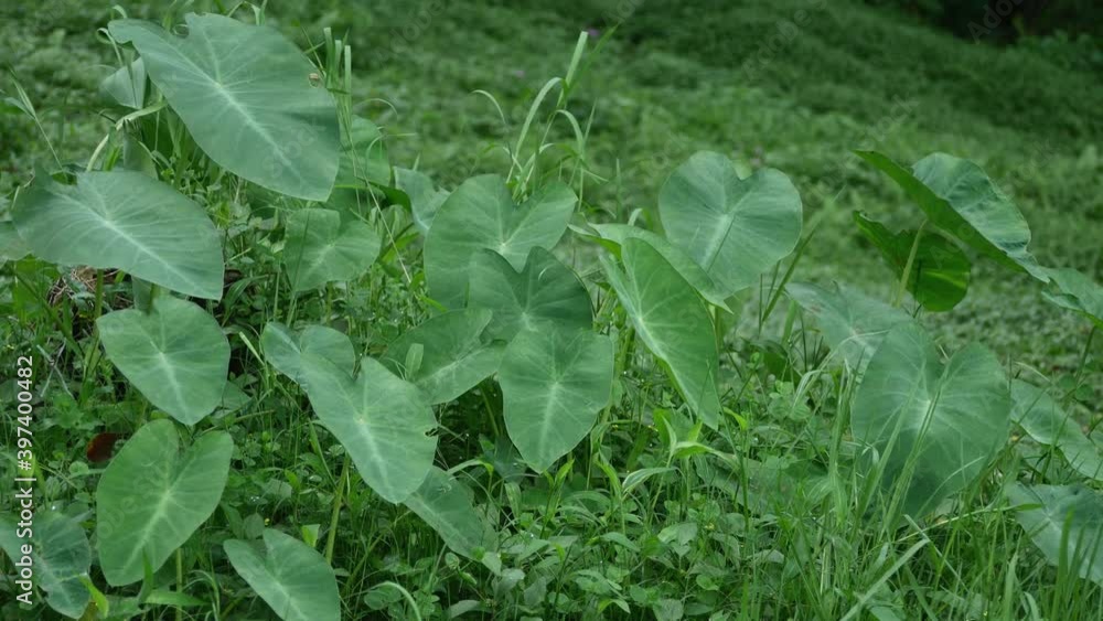 Exotic Taro Plants or Wild Caladium Swaying by wind Exotic Taro Plants or Wild Caladium Swaying by wind