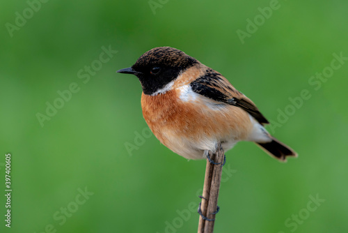 beautiful portrait of stone chat, The Siberian stonechat or Asian stonechat Saxicola maurus is a recently validated species of the Old World flycatcher family. Like the other thrush-like flycatchers photo