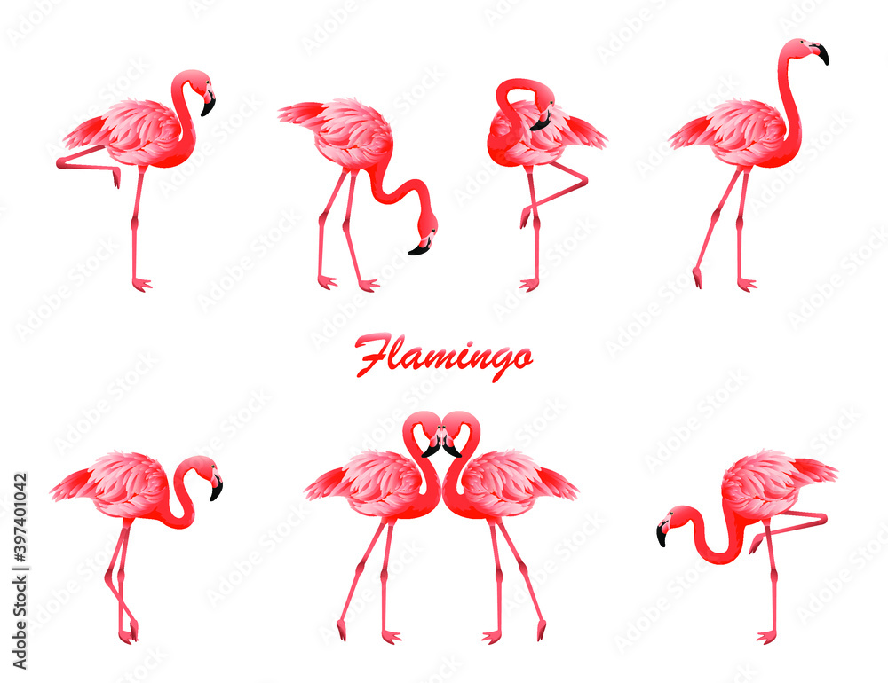 Obraz premium Flamingo in different poses. Vector isolated elements on the white background.