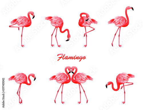 Flamingo in different poses. Vector isolated elements on the white background.
