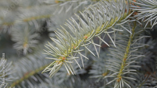 canadian spruce